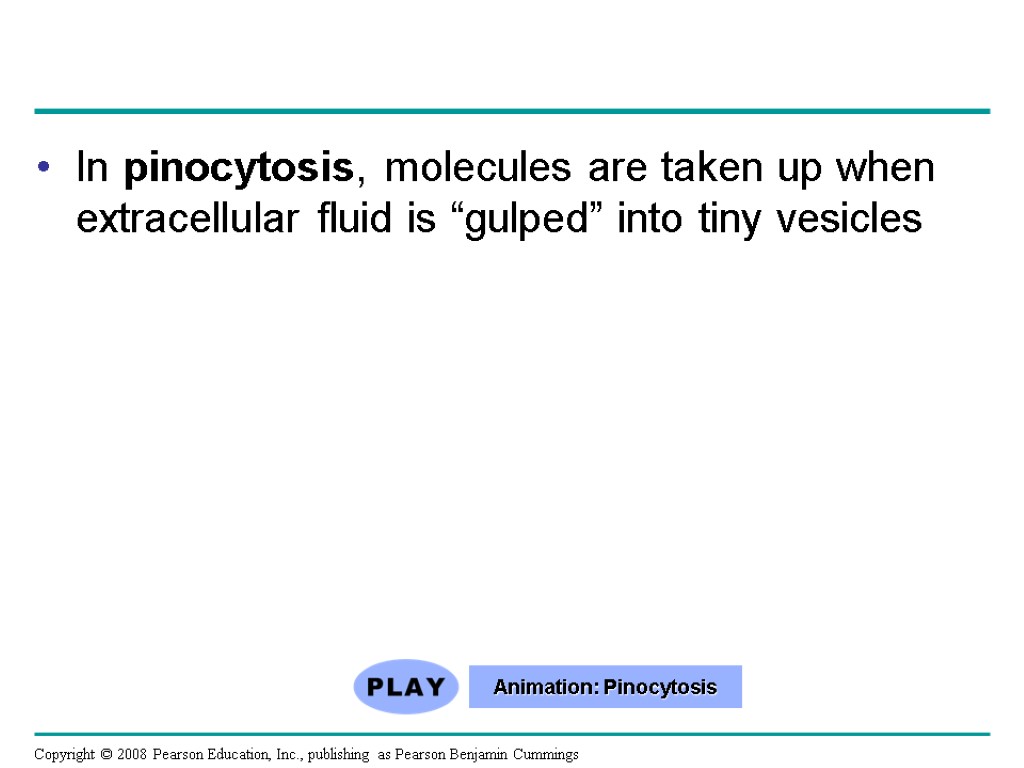 In pinocytosis, molecules are taken up when extracellular fluid is “gulped” into tiny vesicles